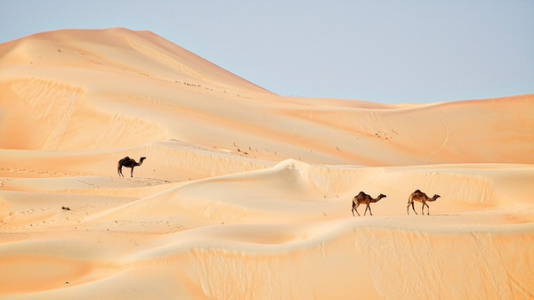 Kamele in der Liwa-Wüste