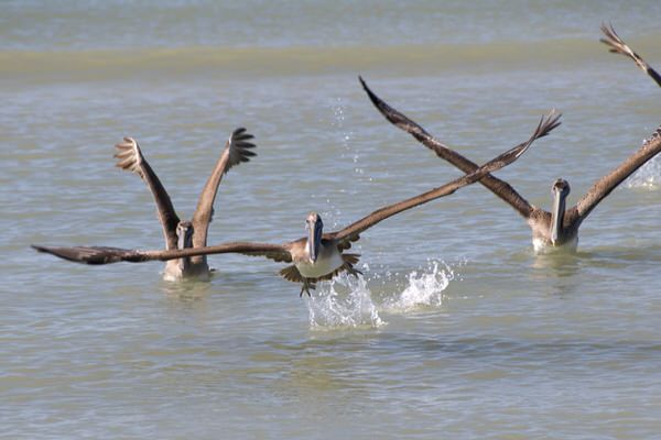 Fischende Pelikane