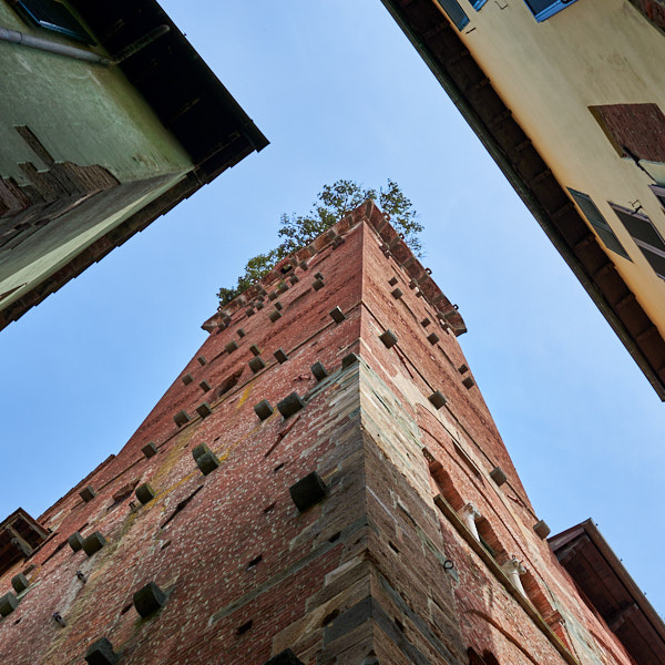 Torre Guinigo (mit Eichen bewachsener Mittelalterturm) in Lucca