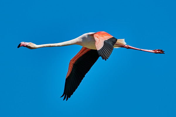 Flamingo in der Camargue (F)