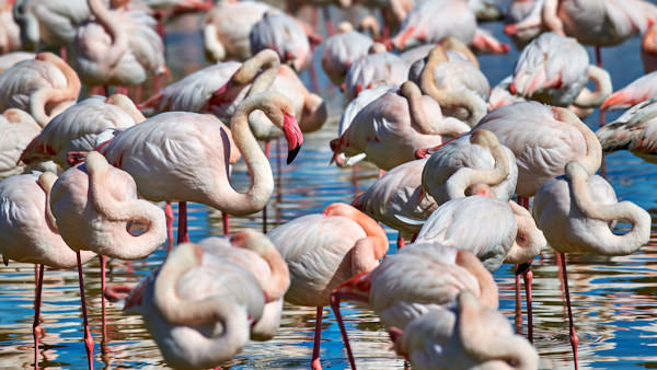 Flamingos in der Camargue (F)